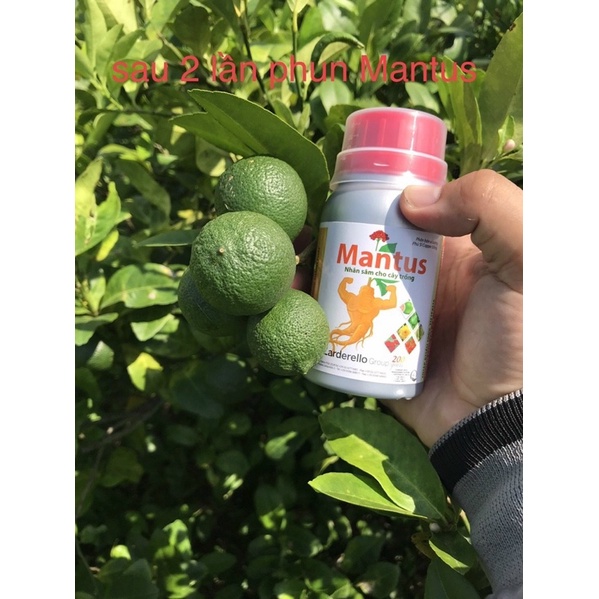 Phân bón vi lượng MANTUS 100ml ĐỒNG SINH HỌC