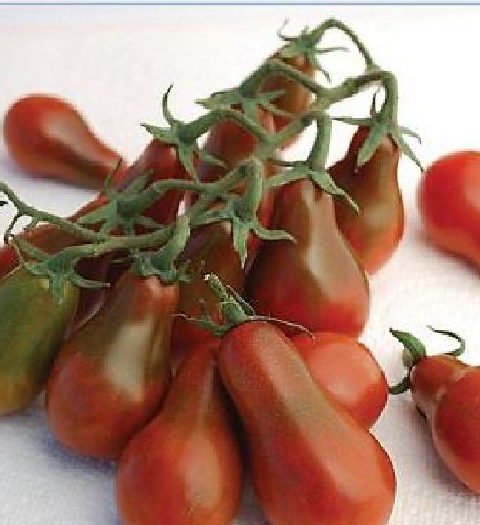 Hạt giống cà chua quả lê đỏ - Gói 30 Hạt