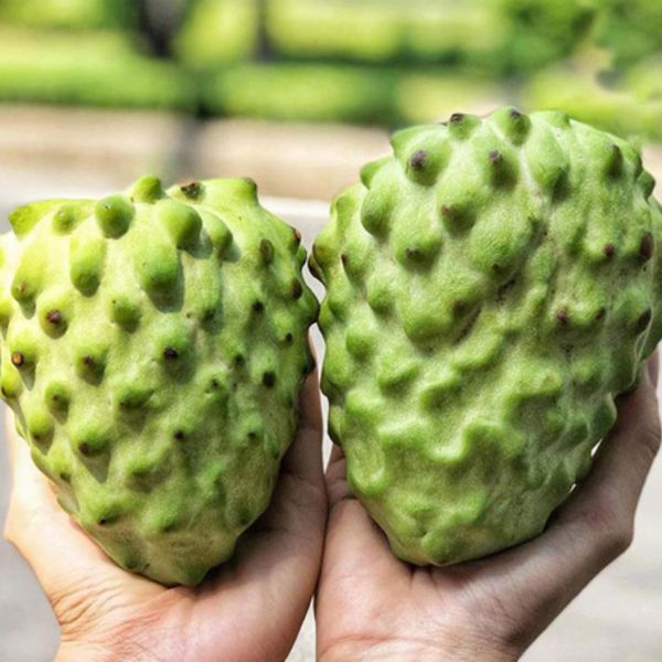 Cây Na Dứa Đài Loan