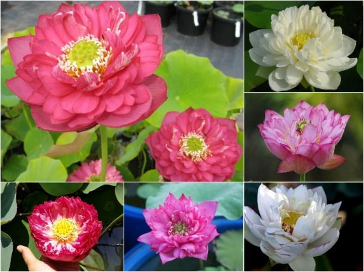 Gói 5 hạt sen cung đình