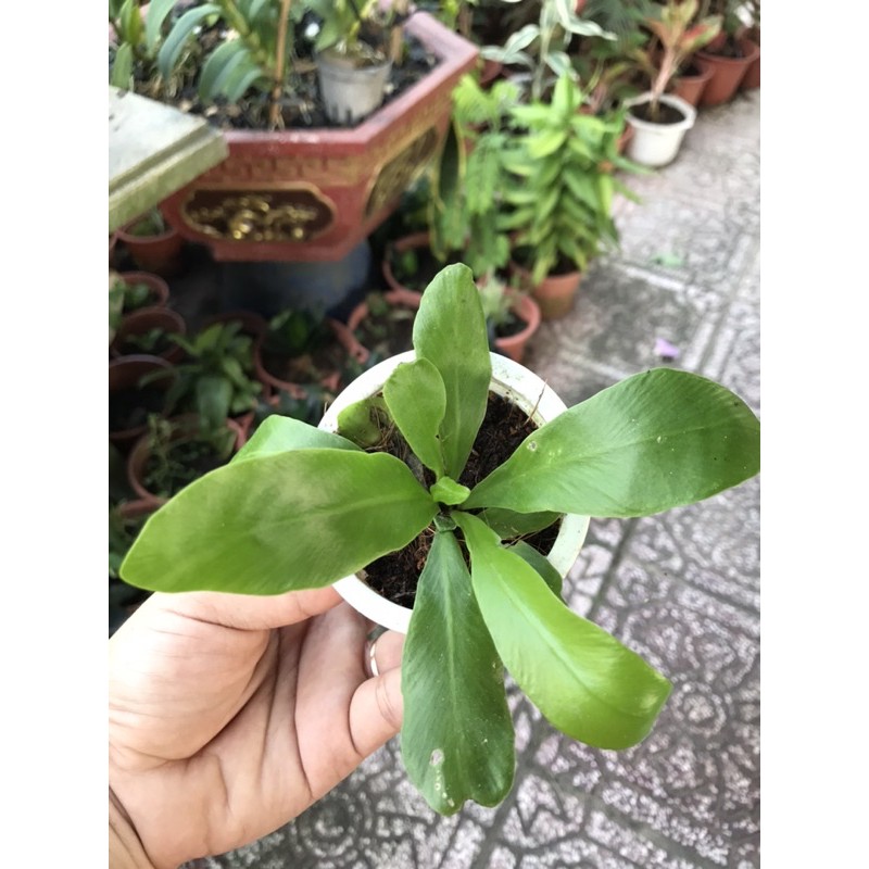 [ Chuẩn Giống F1 ] Cây tổ quạ cây giống mini