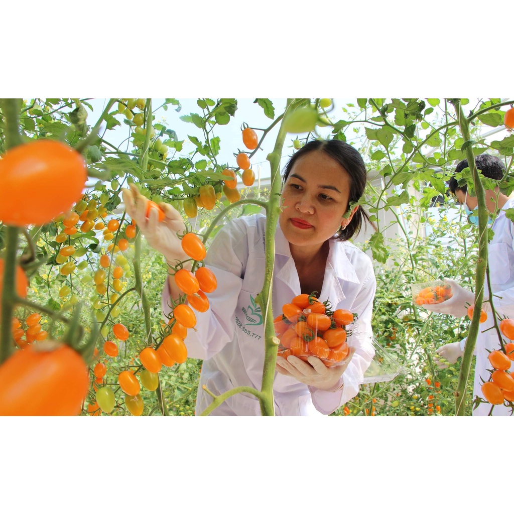 5H - Hạt giống cà chua cherry vàng ngọt