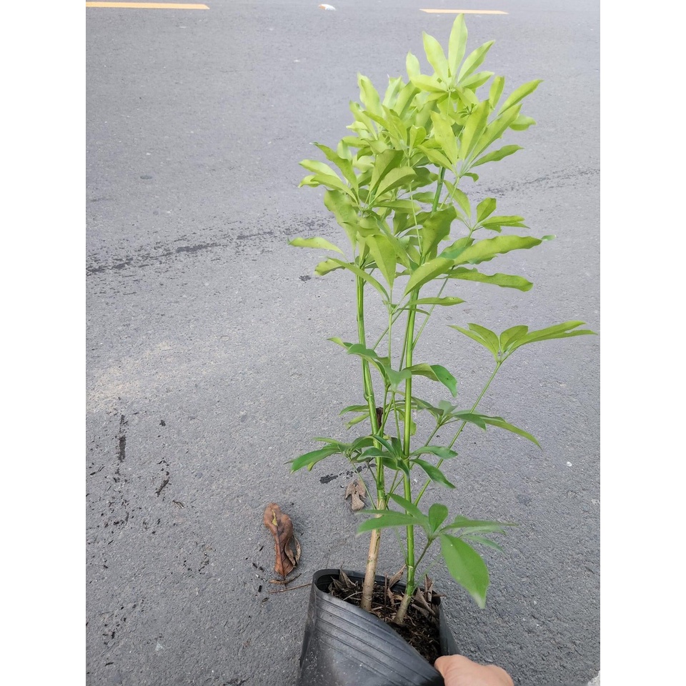 Cây ngũ gia bì xanh - Scheffera Octophylla
