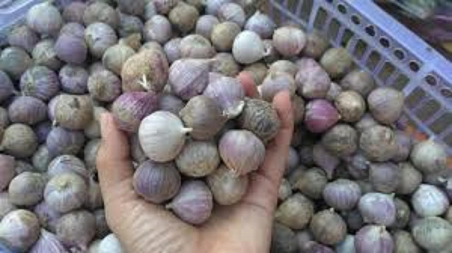 1kg tỏi cô đơn