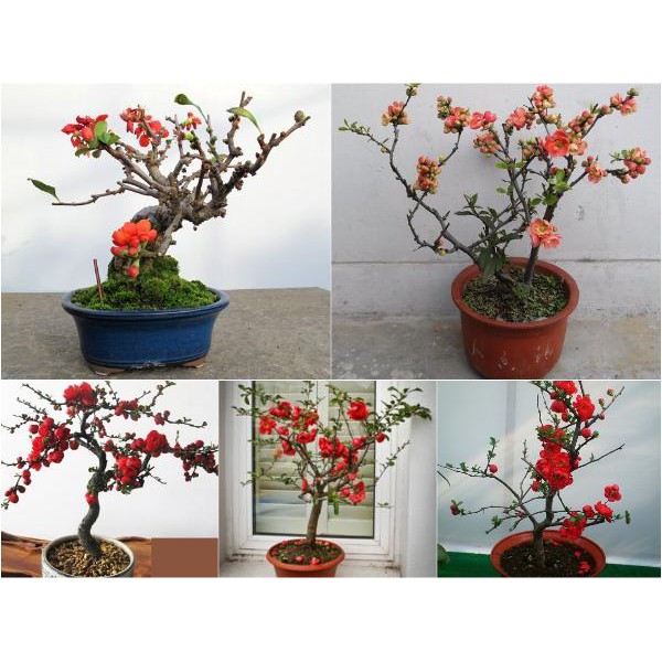 chậu hoa Mai Đỏ nhật bản bonsai TỨ QUÝ CHẬU HOA QUANH NĂM SIÊU ĐẸP