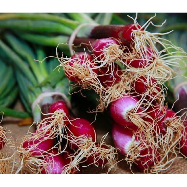 Hạt Giống Hành lá gốc tím (2g)