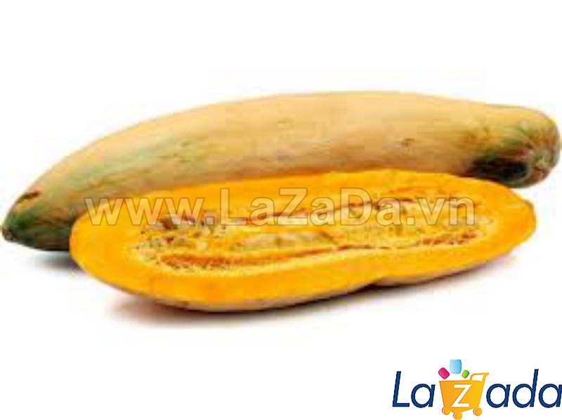 5h Hạt Giống Bí Đỏ Pinka Khổng Lồ 35KG (A1.300c| C38A*V65*M023)