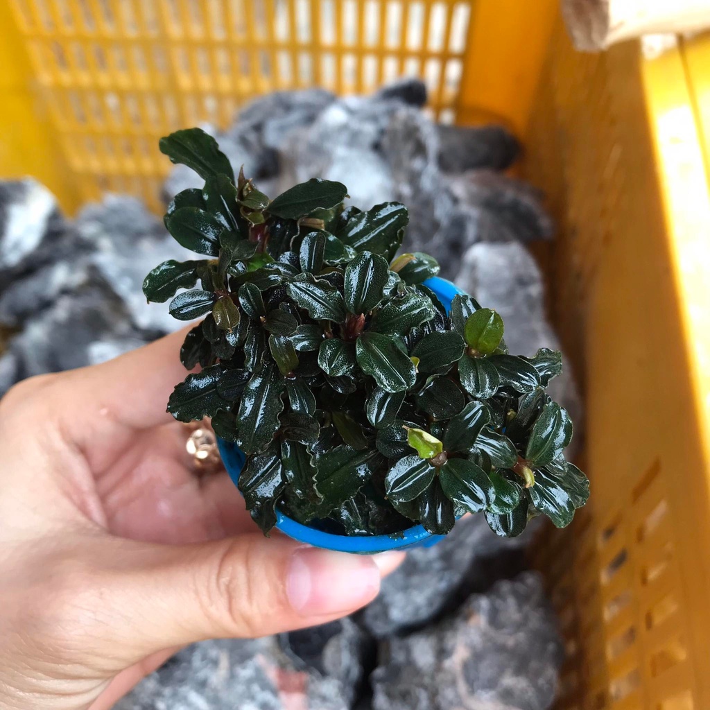 Cây Bucep Phantom, trang trí hồ thủy sinh cực đẹp