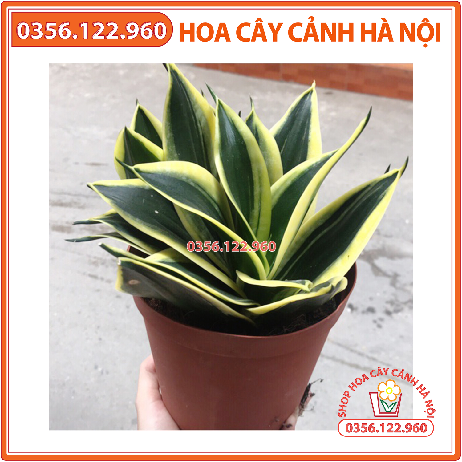 CÂY LƯỠI HỔ THÁI