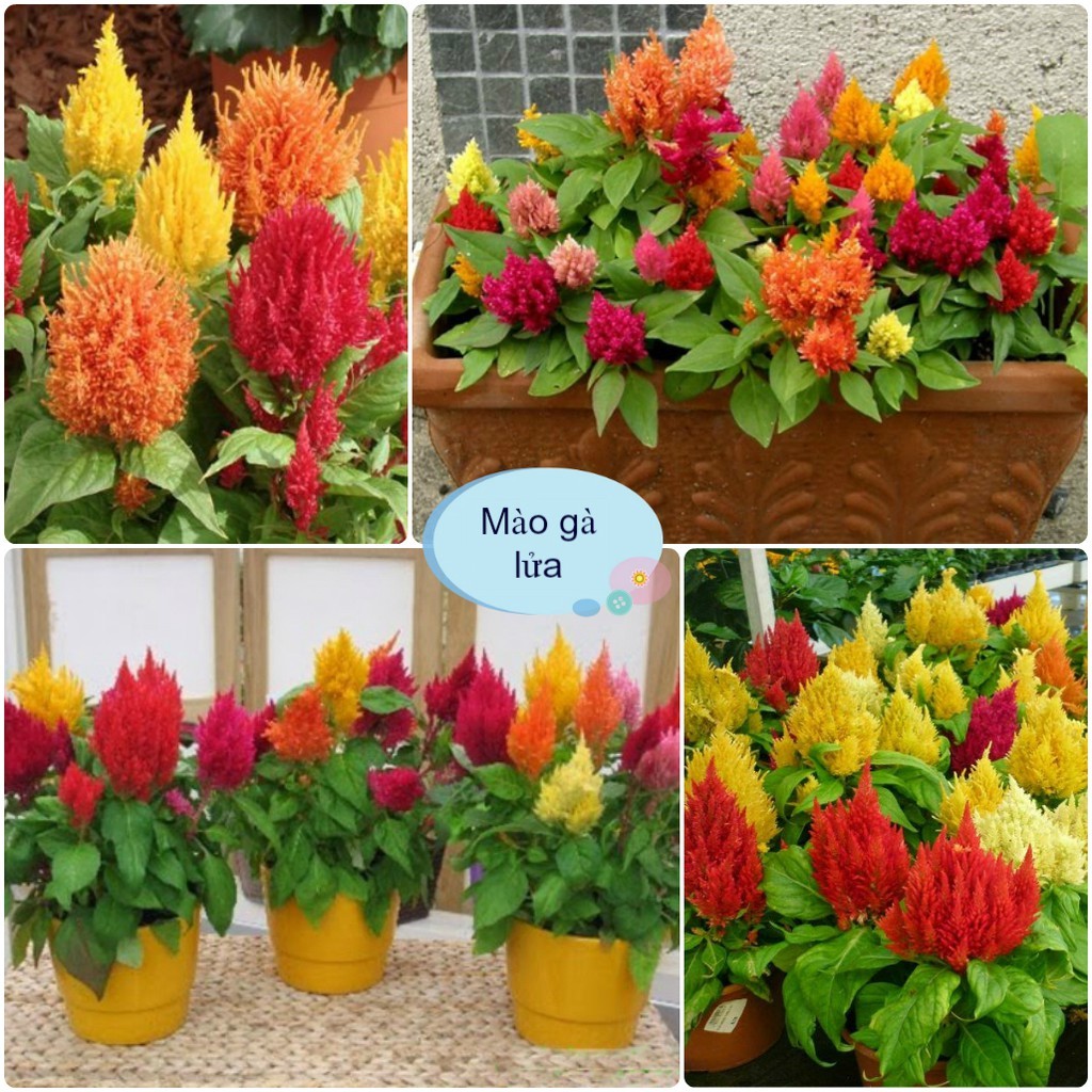 Hạt giống hoa mào gà lửa mix màu-gói 100 hạt