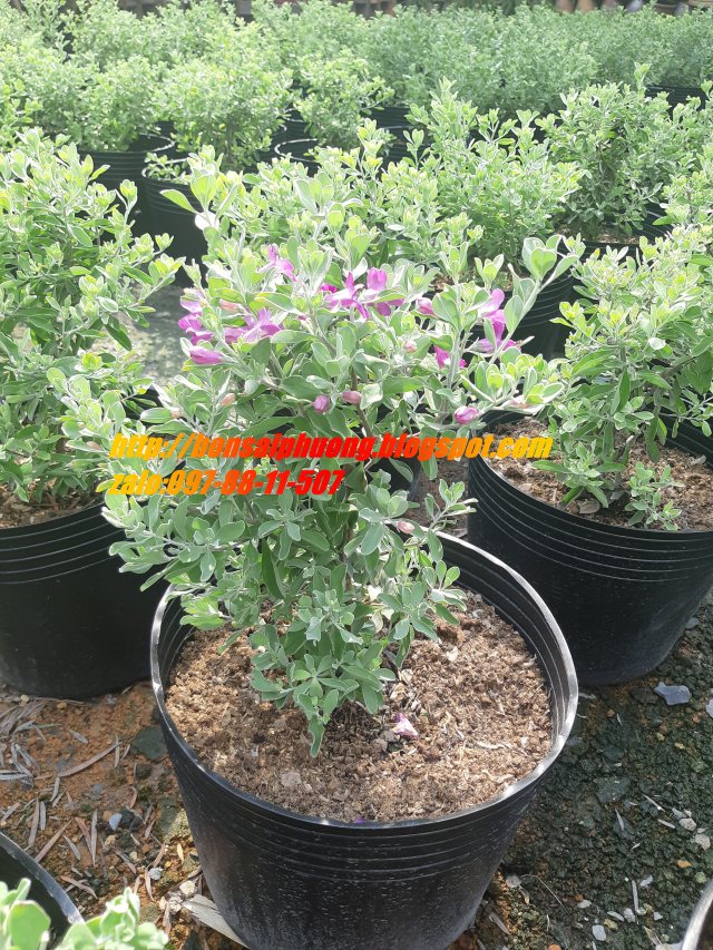 Tuyết sơn phi hồng CỰC ĐẸP