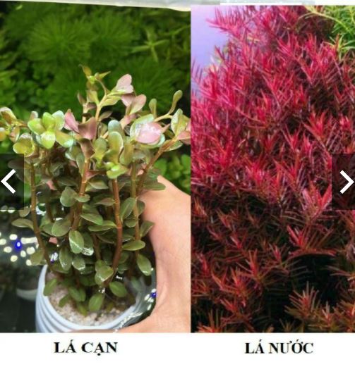 12 cây Cắt Cắm - Cây Vẩy Ốc Đỏ (Rotala Đỏ) - Cây Vẩy Ốc Xanh (Rotala Xanh) giao lá cạn/lá nước ngẫu nhiên