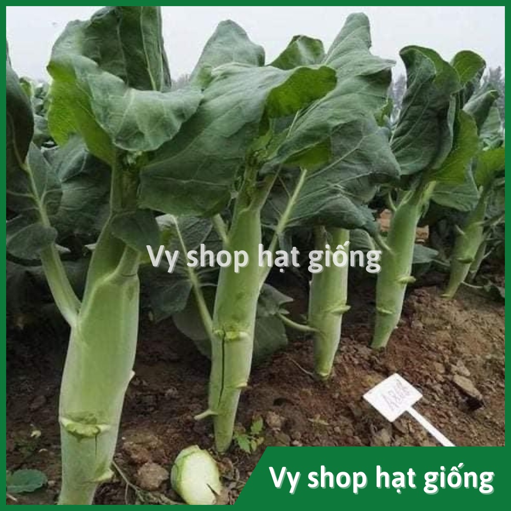Hạt giống cải làn (cải rổ) thân mập Thái Lan gói 1100 hạt
