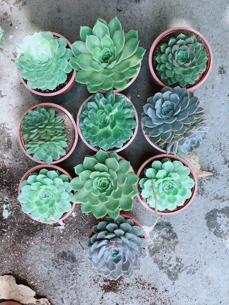 Sen Đá Size Đại