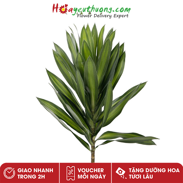 Lá Trúc Bách Hợp Hoayeuthuong - Lá cắm hoa