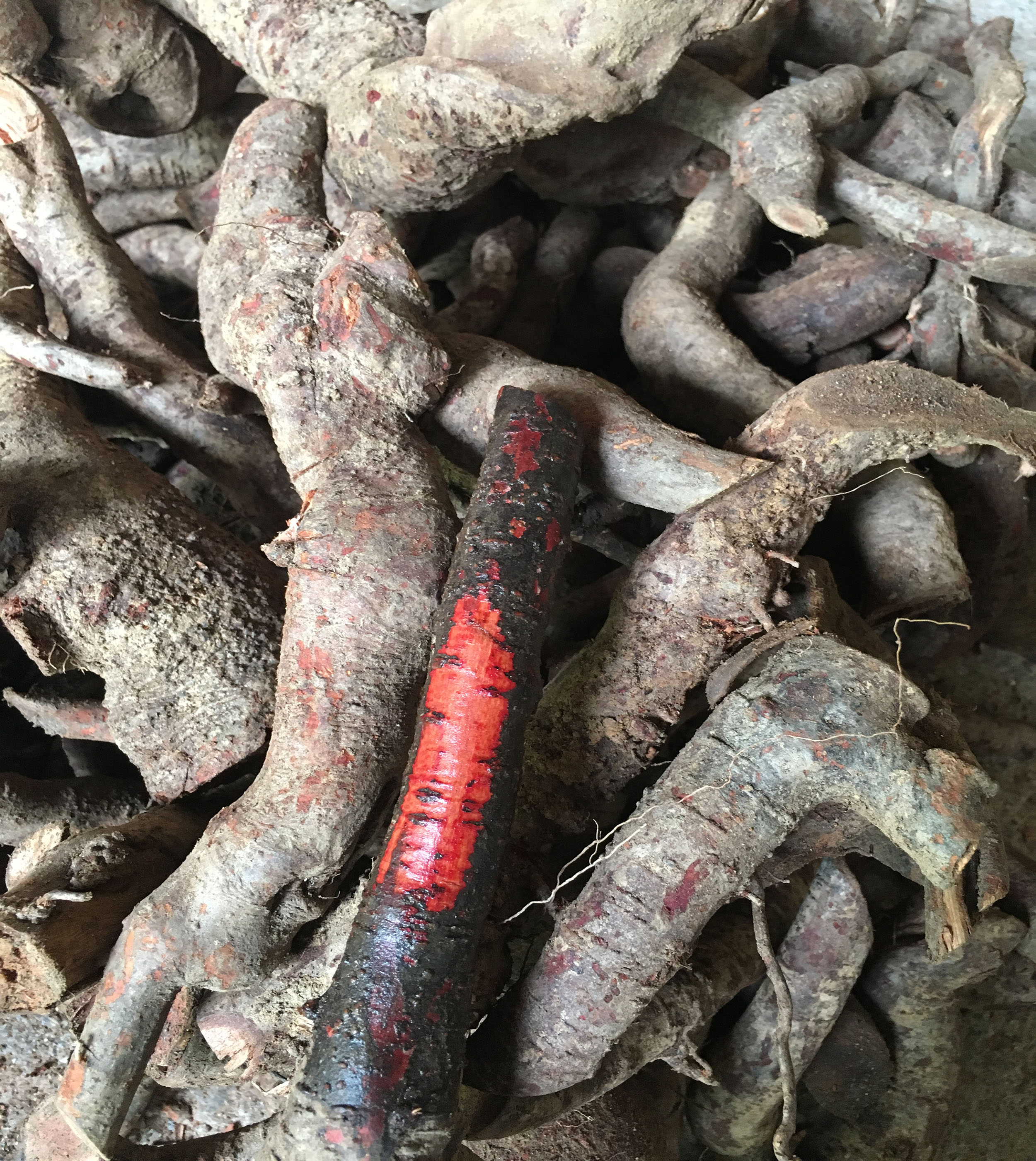 3 Kg Rễ  Mú Từn Tươi- Hàng Vip