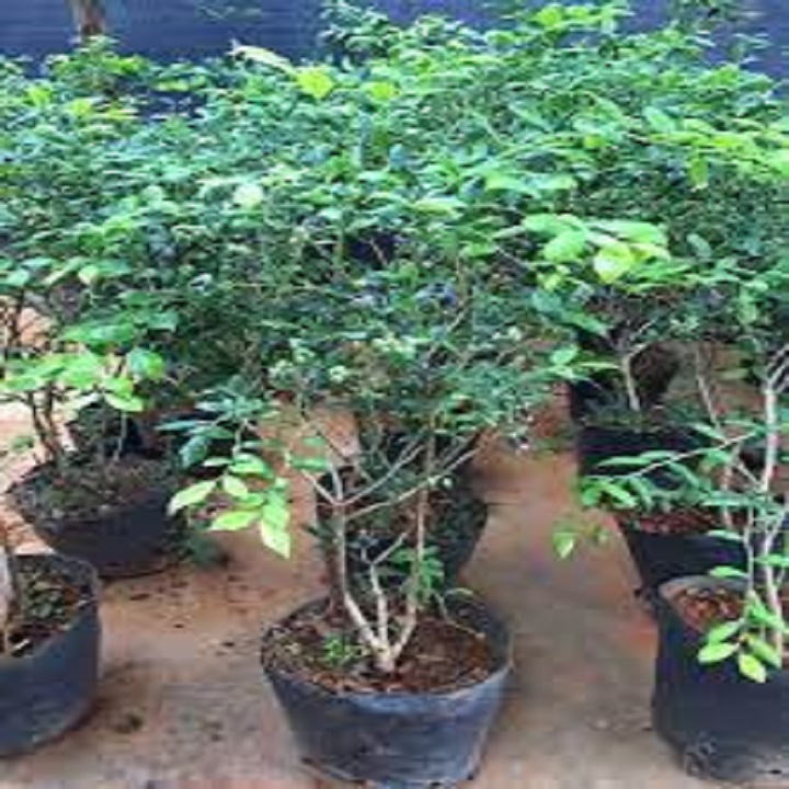 cây giống việt quất tứ quý siêu quả