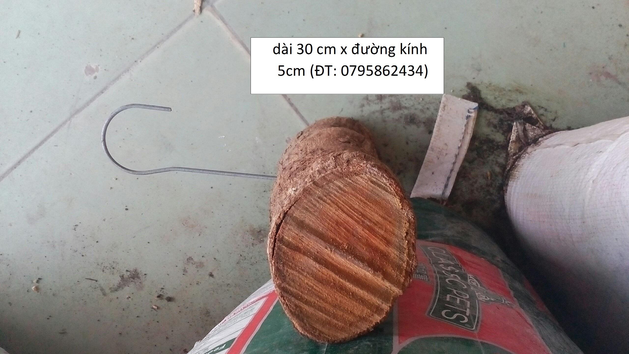 gỗ  vú sữa trồng lan