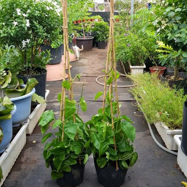 Giá Gốc - Combo 2 Cây Thiên Lý..