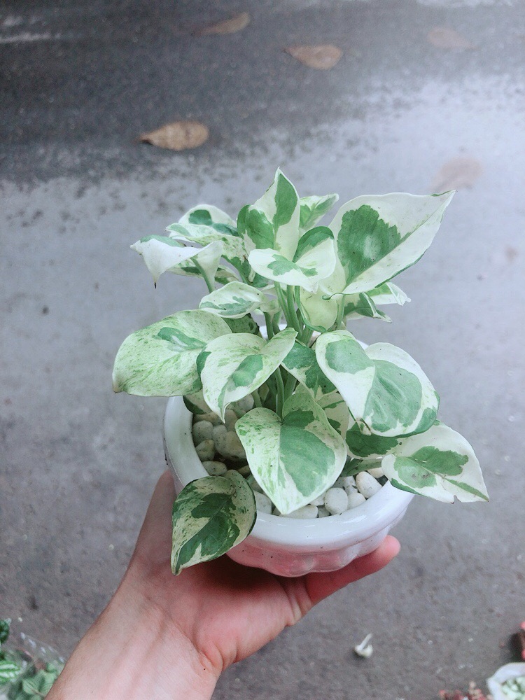 Chậu Trầu Bà Sữa