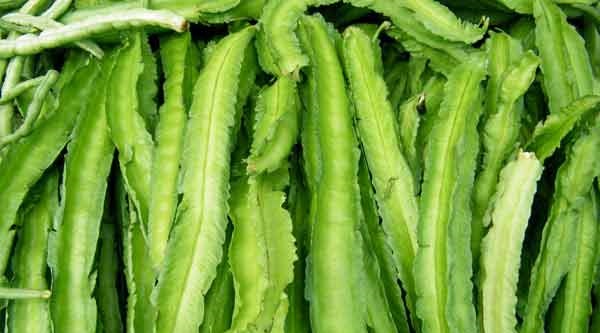 Hạt Giống Đậu Rồng cao Sản - Gói 5gr
