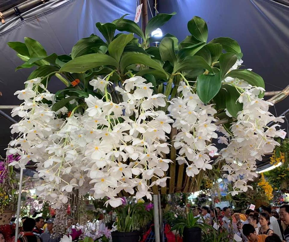 Lan Kiều Trắng Đột Biến - Bảo hành chuẩn mặt hoa