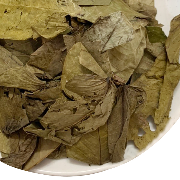 [HOT] Lá muồng trâu khô 1kg - Trà sạch thơm ngon bổ dưỡng - Thảo Dược Tấn Phát