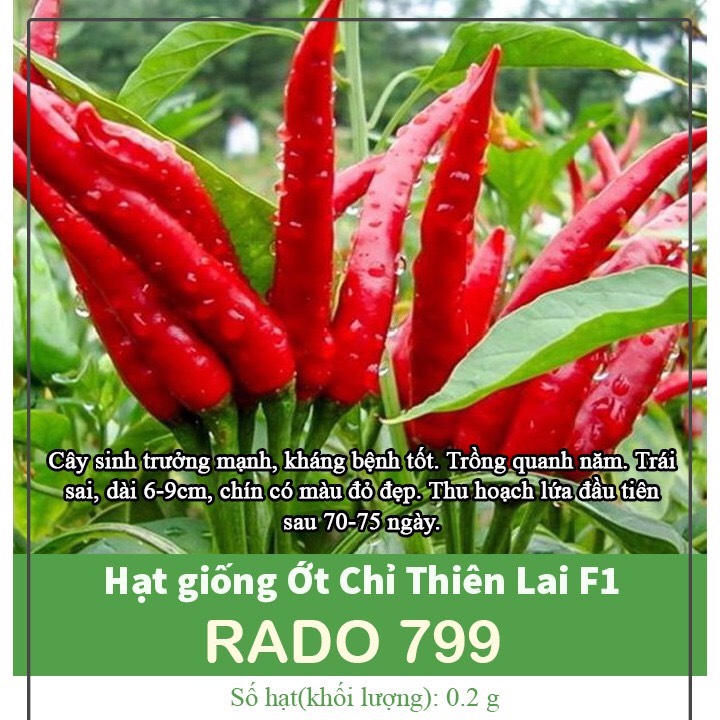 Hạt  Giống ớt chỉ thiên 799 (0.1g)