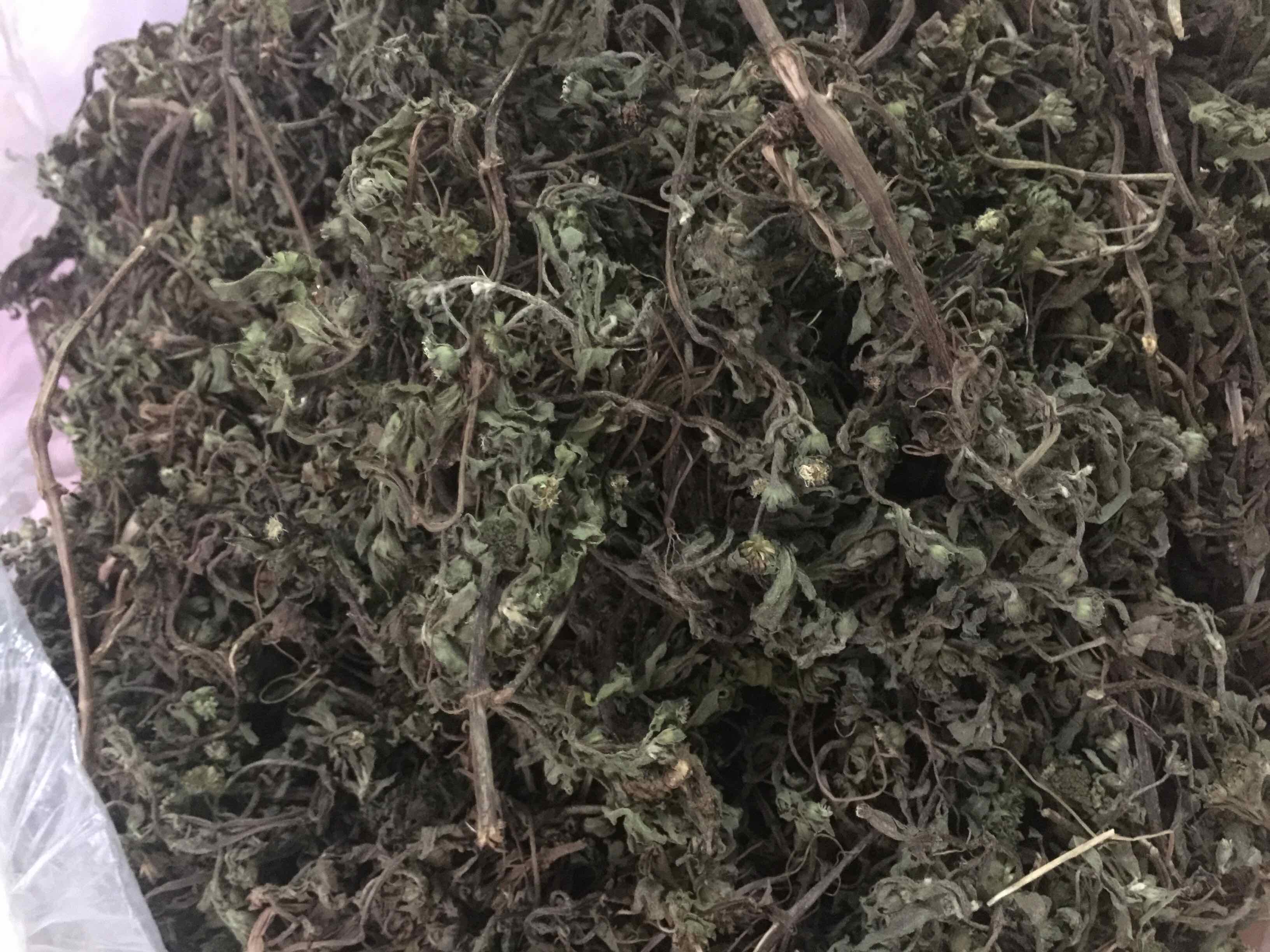 Squid Grass, Dried Pot Herb Gt106