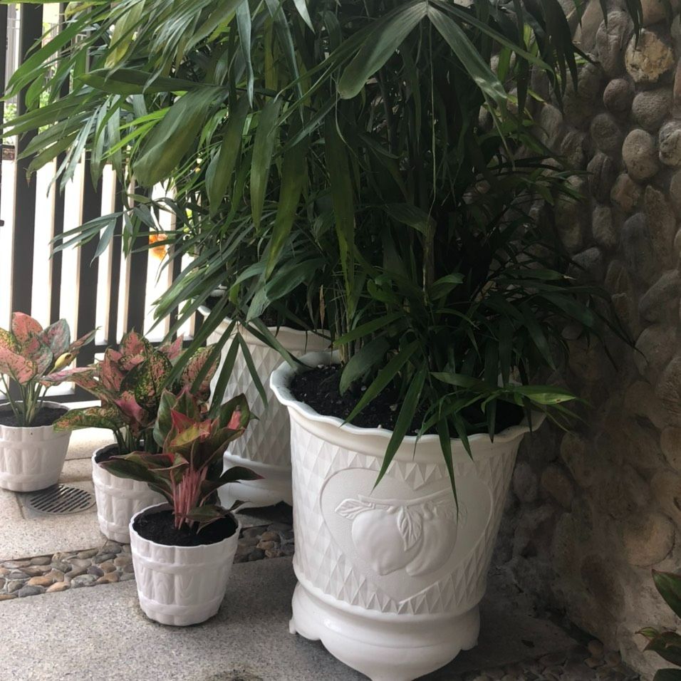 Combo 2 Chậu đào loại to đường kính 31cm
