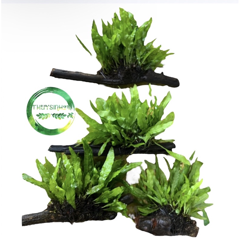 [Mã PET20K giảm 20K đơn 250K] Dương xỉ Java cấy lên lũa - cây thuỷ sinh - cây thuỷ sinh không cần co2