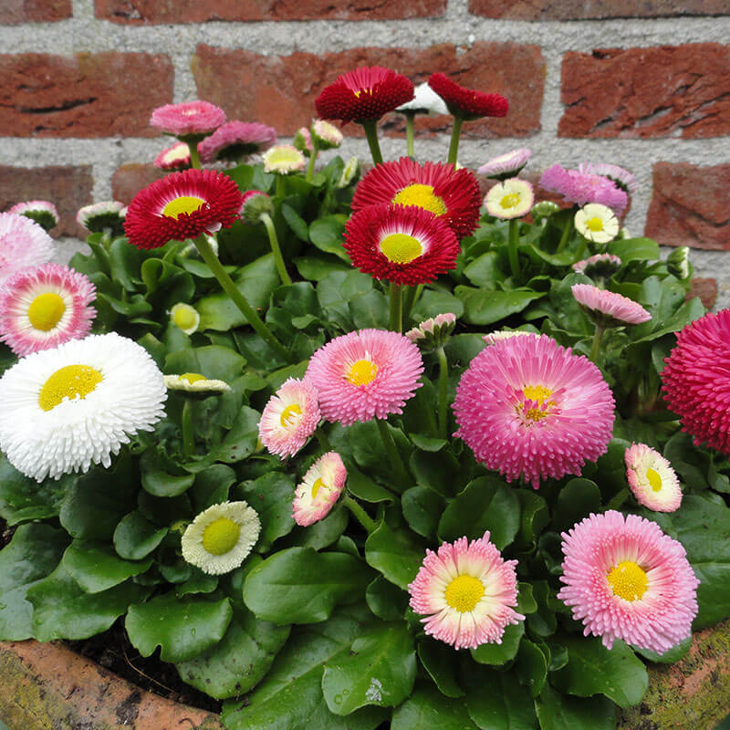 Hạt giống hoa Cúc Anh Mix (Bellis Perennis)(gói 50 hạt) - Dễ trồng