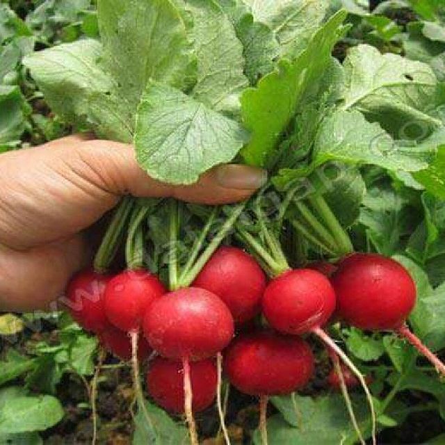 #Hạt_Giống_Củ_Cải_Cherry