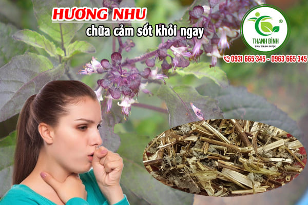Cây Hương Nhu Khô 1KG - Đông Y Thanh Bình