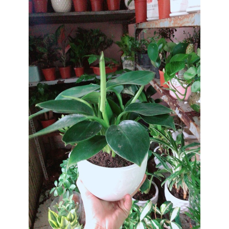 Chậu cây trầu bà đế vương