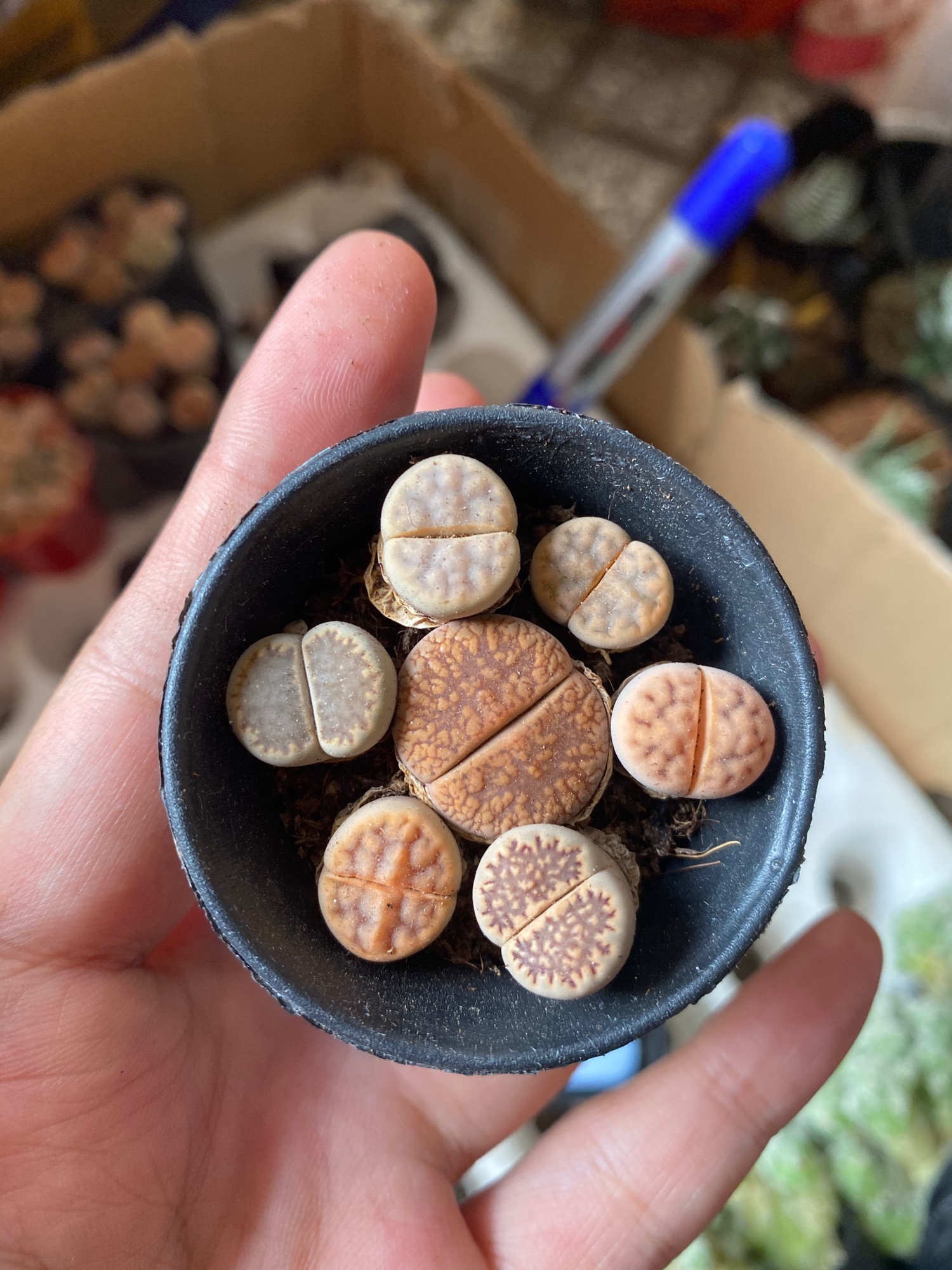 LITHOPS THẠCH LAN -  SEN ĐÁ MÔNG ĐÁNG YÊU
