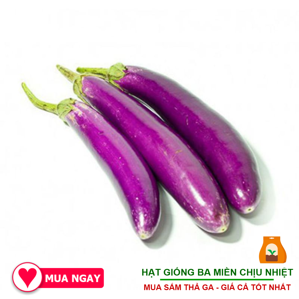 Hạt giống cà tím rạng đông 2.5gram