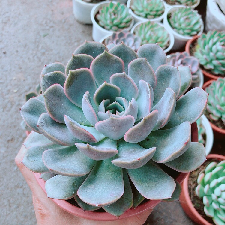 Sen đá tím cánh cứng size đại