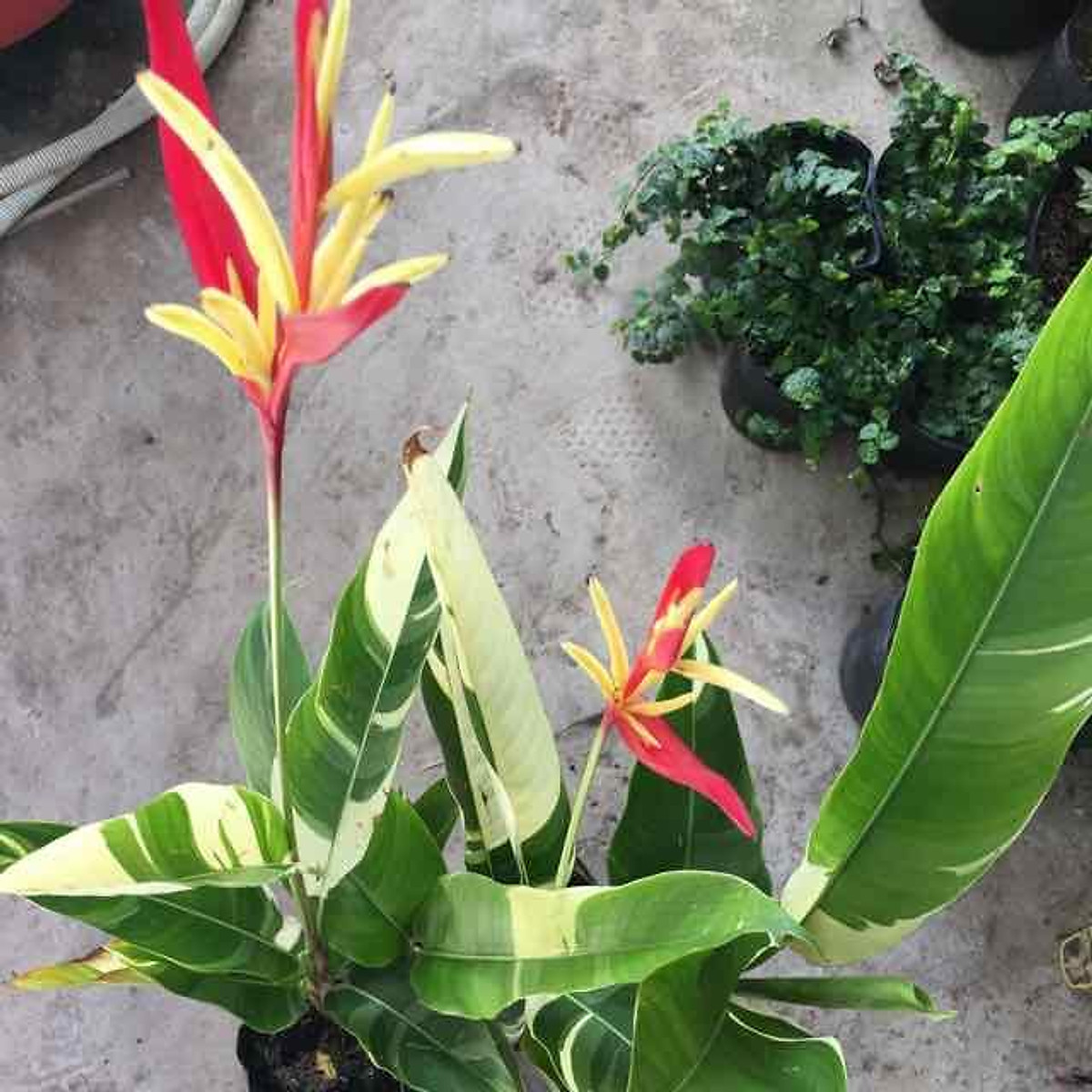 Xả Hết Tại Vườn---- Cây chuối mỏ két lá cẩm thạch