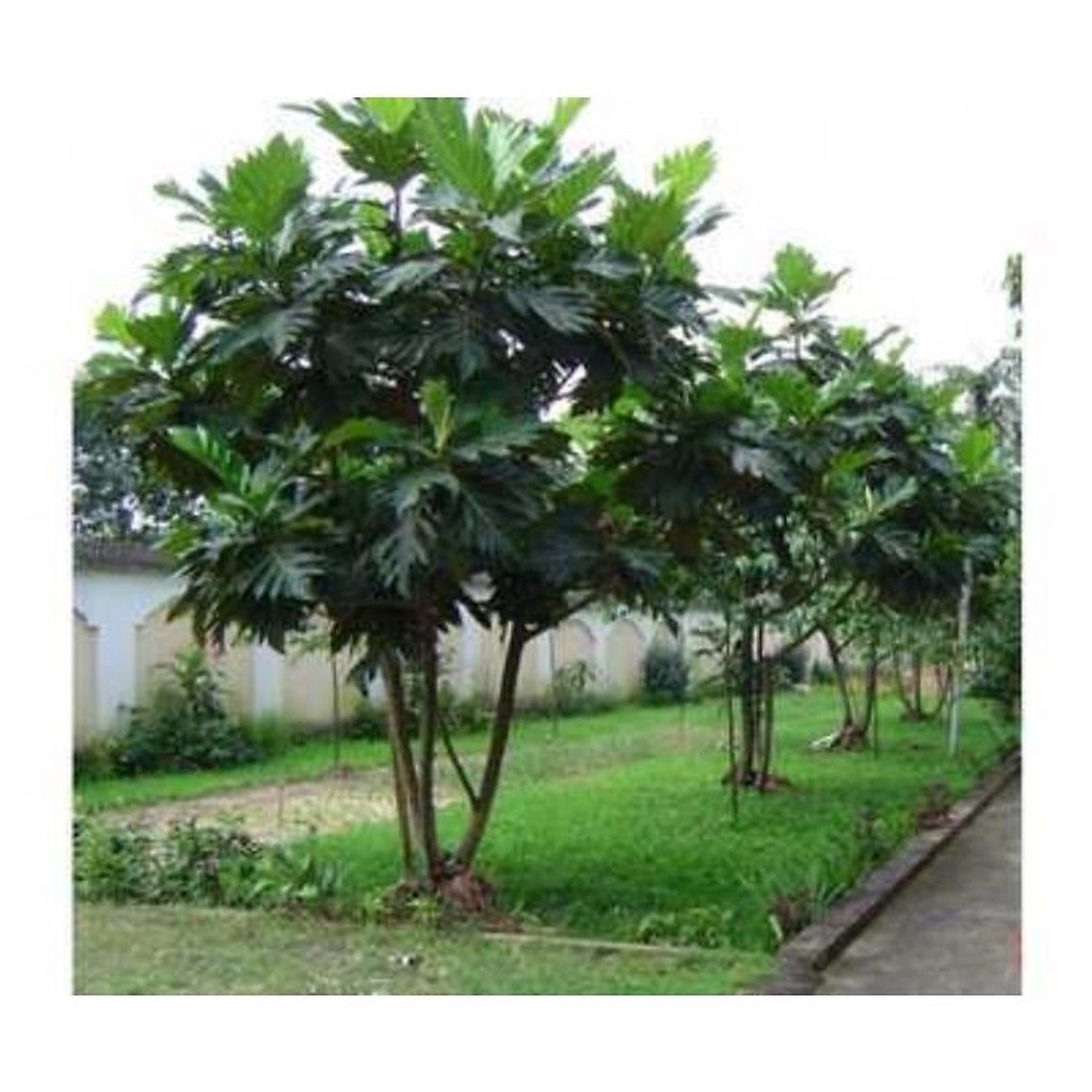 Zalo : 0865756802 CÂY GIỐNG SAKE (SIÊU SỚM)