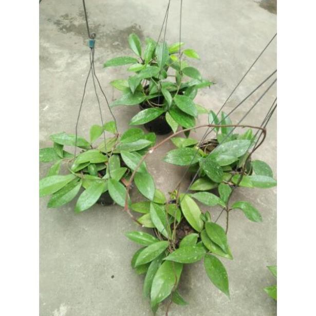 [FREESHIP - Xả Khô Máu] hoa lan cẩm cù hoa đỏ 60k/ 1 chậu