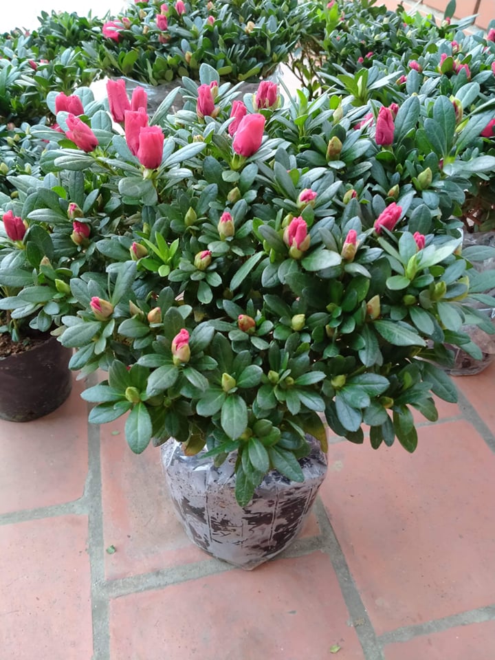 hoa đỗ quyên hoa bền siêu đẹp