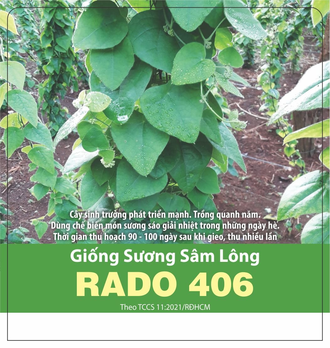 [FreeShip] GIỐNG SƯƠNG SÂM LÔNG - CÂY SINH TRƯỞNG MẠNH QUANH NĂM - Dễ Trồng, Lá To, Trồng Quanh Năm-Lá Dùng Làm Thạch