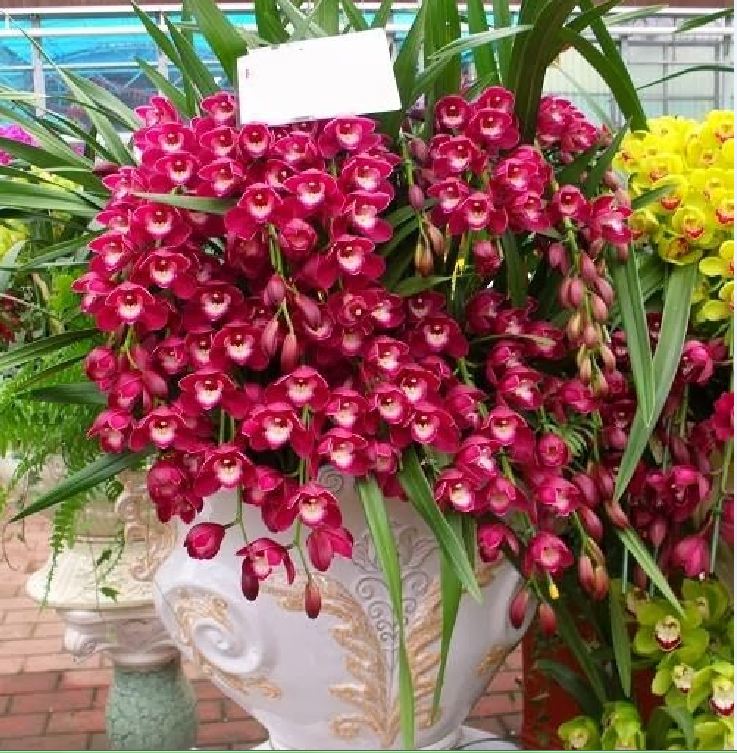 Củ giống hoa địa lan santo hoa tím - 1 củ