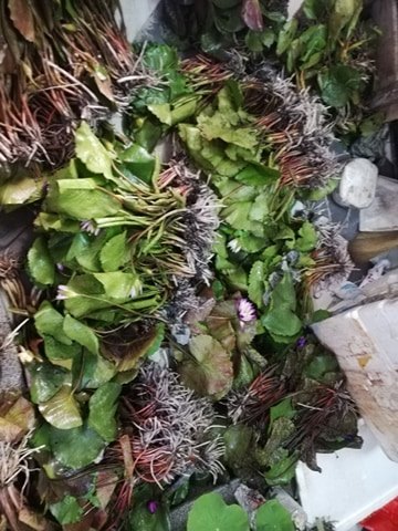 (Chỉ gưi miền bắc - trung )( RẺ VÔ ĐỊCH)-  Cây Hoa súng thái lan tím huế