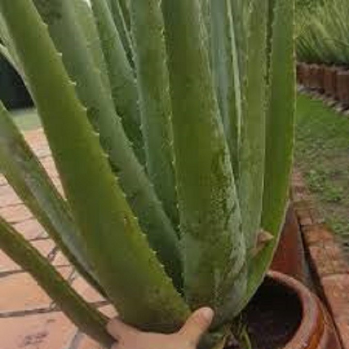 CHẬU CÂY NHA ĐAM MỸ, BẸ SIÊU TO,SIÊU DỄ TRỒNG, SIÊU NĂNG SUẤT, SIÊU KINH TẾ