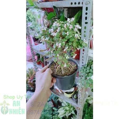 Cành vàng lá ngọc