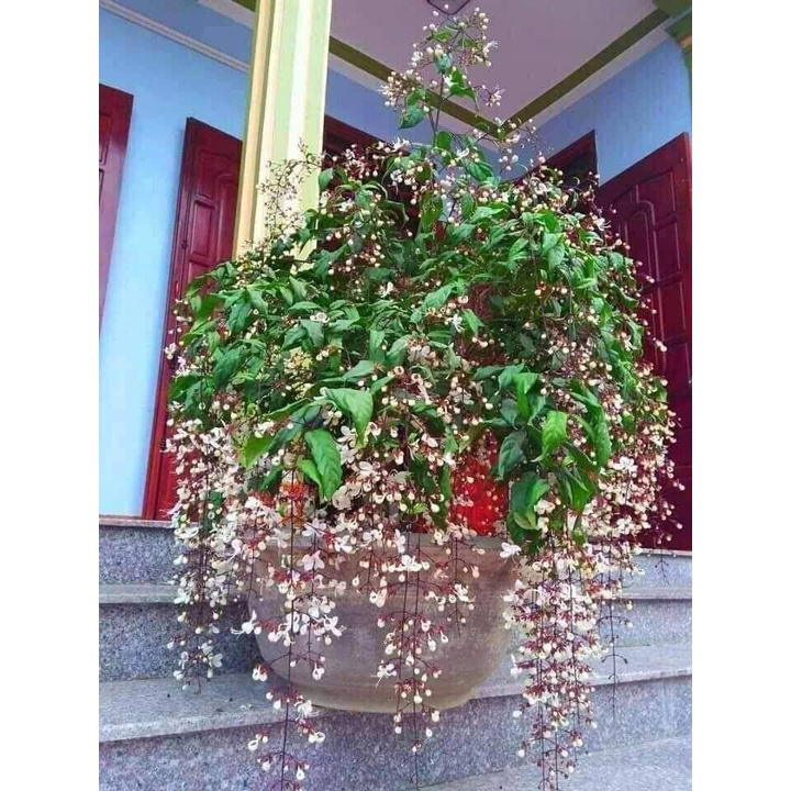 Cây lan bạch dương - Dạ ngọc minh châu cao 70cm hết hoa
