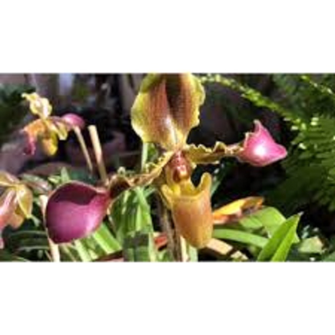 3 CÂY Lan HÀI VỆ NỮ HOA TÍM PHÂN NHÁNH RỪNG TÂY BẮC