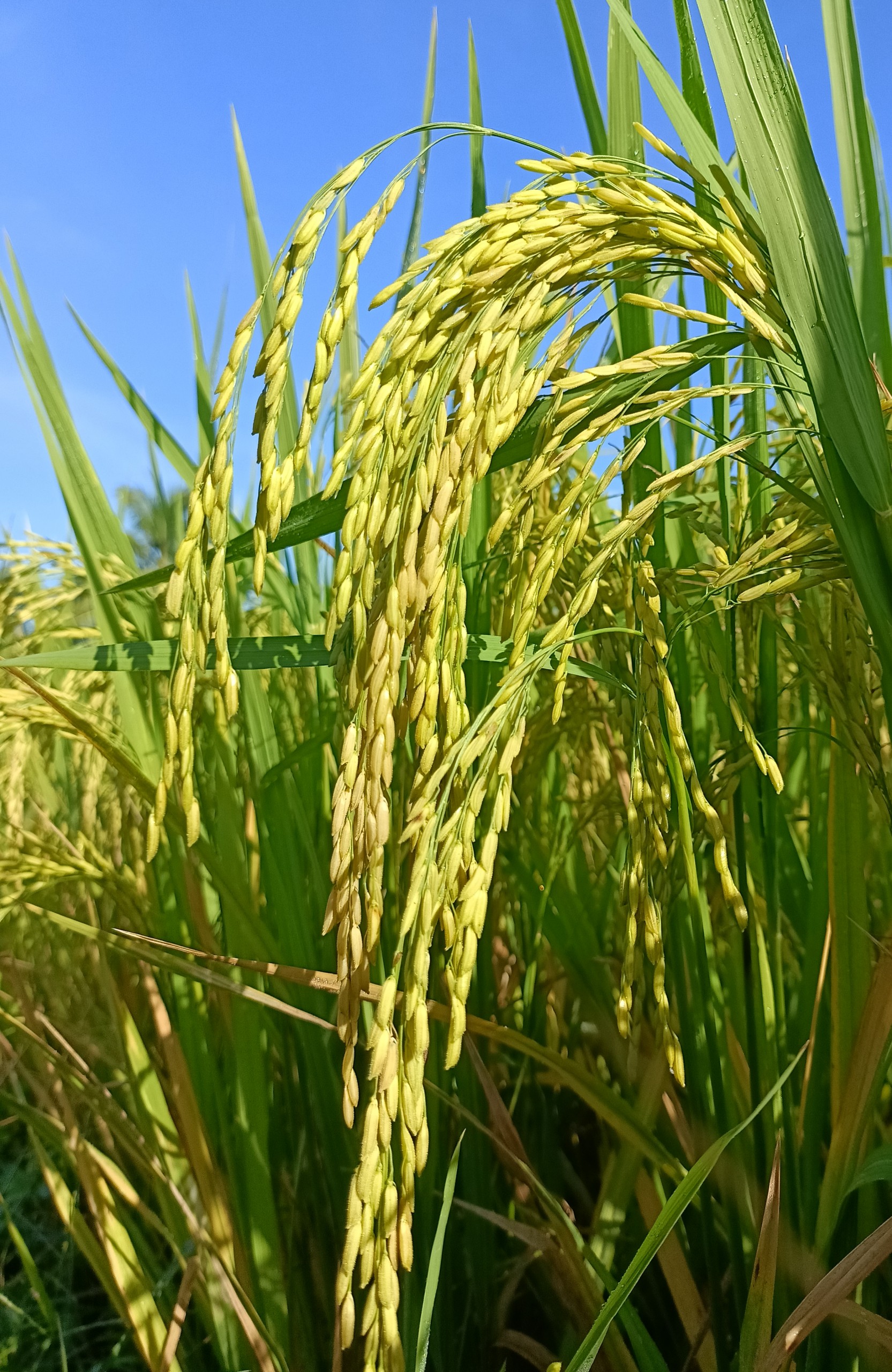 Phân bón Chắc hạt chuyên lúa
